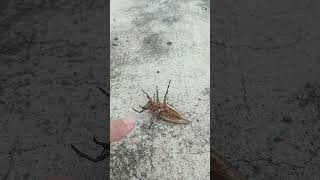 БЕЛОСТОМА ГИГАНТСКИЙ ВОДЯНОЙ КЛОП BELOSTOMY GIANT WATER BUG shorts insects nature thailand [upl. by Mercie]