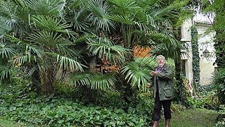 UNE TOUCHE DEXOTISME DANS VOTRE JARDIN AVEC TRACHYCARPUS LE PALMIER QUI RÉSISTE LE MIEUX AU FROID [upl. by Cecile]