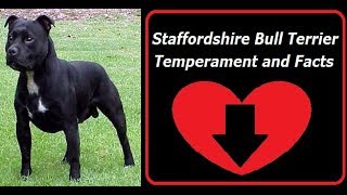 Staffordshire Bull Terrier Temperament and Facts [upl. by Selway58]