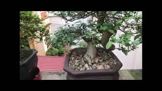 Cây duối bonsai trên lan can dáng cực đẹp [upl. by Joshia]