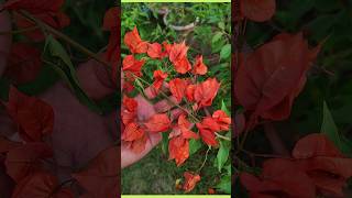 Best bougainvillea variety bougainvillea fireopal orangebougainvillea plantinfo garden [upl. by Nyliahs]