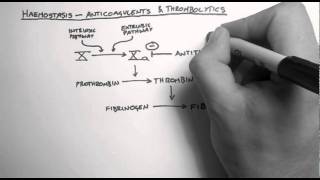 Pharmacodynamics Mechanisms of Drug Action [upl. by Birmingham529]