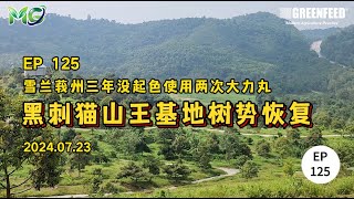 EP125 雪兰莪州三年没起色使用两次大力丸黑刺猫山王基地树势恢复 20240723 [upl. by Iznil207]