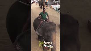 Pinnawala  Quick Tour of Sri Lankas Famous Elephant Orphanage pinnawala srilankaelephant [upl. by Ob]