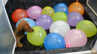 Sausage dog puppy vs water balloons [upl. by Milburn]