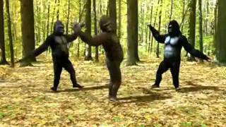 Dancing Gorillas [upl. by Macur]