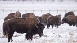 Stock Video  Bison standing in field with herd during winter [upl. by Ardien]