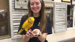 Birds Love Eating TOPs Parrot Food Pellets [upl. by Osnohpla]