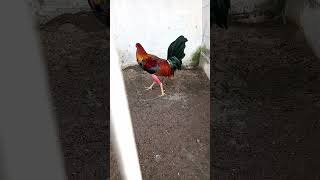 Otro gallo sambo entrando en arreglo éste se lució la temporada pasada 🔥 [upl. by Groark362]