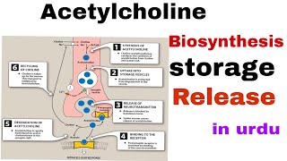 cholinergic drugs synthesis of acetylcholine in easy way urdu hindi  pharmacology [upl. by Sidonia]