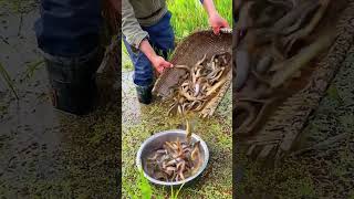 The process of catching loaches in paddy fields [upl. by Milford]