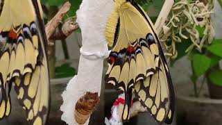 Mariposas Papilio thoas Papilio thoas butterfly [upl. by Ymmac110]