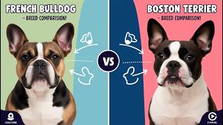 Boston Terrier vs French Bulldog Which is Your Favorite part2 bostonterrier frenchbulldog [upl. by Jerrome]