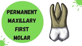 Permanent Maxillary First Molar  Tooth Morphology Made Easy [upl. by Calie460]