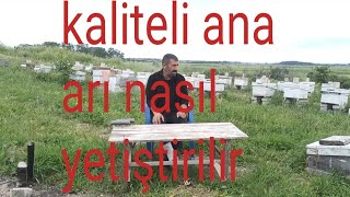 Kaliteli ana Arı Nasıl yetiştşeiriz ve kireç hastalığında nasıl kurtuluruz detaylı anlatım ne fayda [upl. by Eileme]