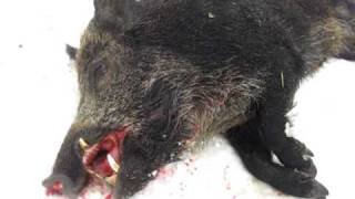 Russian hog hunt 2010 Superiorgameranchcom [upl. by Cornelia318]