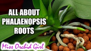 Understanding Phalaenopsis Orchid roots  All you should know [upl. by Etnaihc]