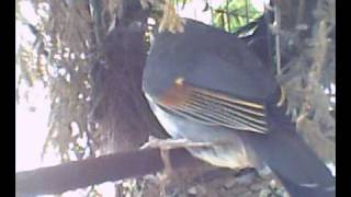 Japanse nachtegaal Pekin robin builing nest [upl. by Jedd246]