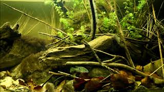 Thorichthys meeki Nature Aquarium [upl. by Scheld]