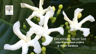 Tabernaemontana cerifera Paper Gardenia  December Must See [upl. by Konopka812]