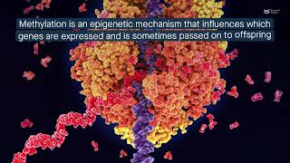 New mechanism for plant growthpromoting bacteria modifying the plants’ DNA methylation pattern [upl. by Kuska523]