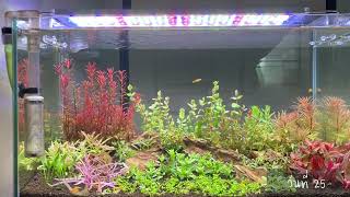 ￼โรทาล่า โคโรลาต้า Rotala Colorata จากใบบกสู่ใบน้ำ bykittika [upl. by Sosna]