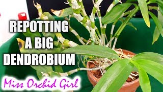 Repotting one of my oldest Orchids  a big Dendrobium [upl. by Enimzaj]