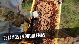 Así se ven Cuando las Abejas están enfermas de Varroa 🐝 [upl. by Leahcimnaes]