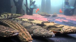 ポリプテルス・エンドリケリーpolypterus endlicheri [upl. by Marve]