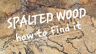 How to find SPALTED WOOD [upl. by Guillemette]