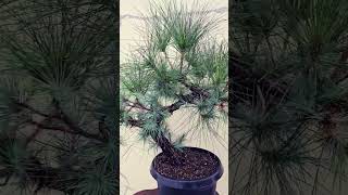 Pinus Roxburghii Bonsai Treeadityastinytreesbonsai [upl. by Syxela64]