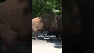 Une mère de famille grièvement blessée après avoir été attaquée par des loups au zoo de Thoiry [upl. by Martainn]