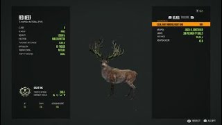 First Red deer great one pt47 theHunter Call of the Wild [upl. by Ainehta]