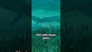 🐠🌊Halfbeaks Hemiramphidae FishFacts MarineLife NatureVideo Wildlife ShortVideo [upl. by Mizuki]