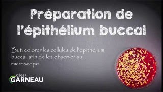 Préparation de lépithélium buccal pour observation au microscope [upl. by Uol41]