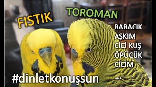 Muhabbet Kuşu Fıstık amp Toroman dinletkonuşsun [upl. by Truelove874]