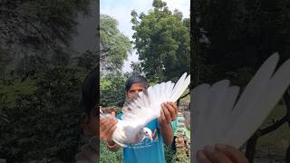 Pigeon kabootar trending yteshorts yteshort viral viralvideo [upl. by Juan]