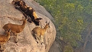 WILD DOGS HUNT ANTELOPE ON EDGE OF CLIFF [upl. by Elletsyrc984]