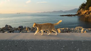 Staying a Night on Japans Cat Island in Midsummer🐈☀️  Ogijima Island in Kagawa  ASMR [upl. by Tonjes]