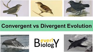 Convergent vs Divergent Evolution [upl. by Belden45]