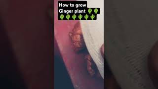 How to growth Ginger plant ☘️☘️☘️☘️🌵🌵🌵🌵 [upl. by Anual]