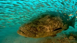 Goliath Grouper Yes they are bigger than me [upl. by Daas]