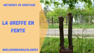 La greffe en fente  Monjardindansleslandes [upl. by Nisaj]