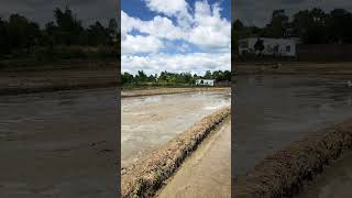 Rice paddies [upl. by Dede]