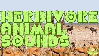 Herbivore Animal Sounds and Facts  Cute Facts [upl. by Lorrie]