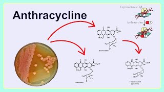 anthracycline [upl. by Mccutcheon]