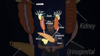 Male Reproductive System of Frog – Drop Your Answer in the Comments shorts [upl. by Aroc]