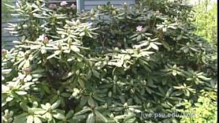 3 Minute Gardener  Rhododendrons [upl. by Mello643]