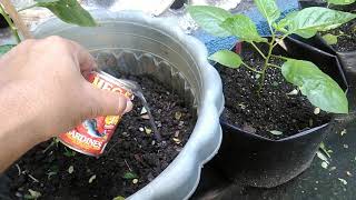 Container Gardening  Fertilize Plants in Container after Rainy Days  Tagalog [upl. by Luwana]