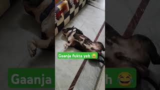 Fook fook le maal fook le 🐕😴😂🤣 doglover funny ytshorts [upl. by Eiramannod341]